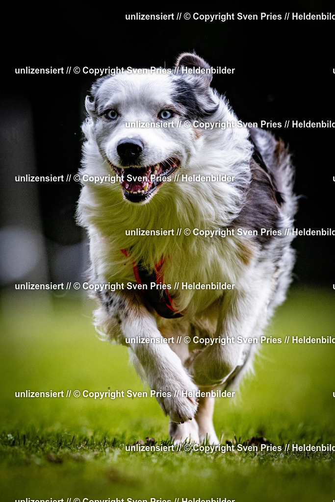 Sven Pries | 2025-10-03 - Hunderennen Obergrombach - Realisiert mit Pictrs.com