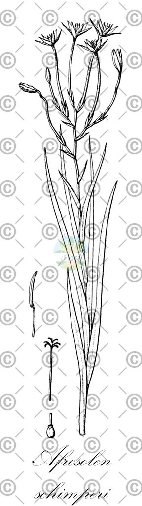 HistAbb_wfo-0001424855_1_ENZY_Simple | Historische Abbildung von Afrosolen schimperi - Iridaceae | Historical Illustration of Afrosolen schimperi - Iridaceae