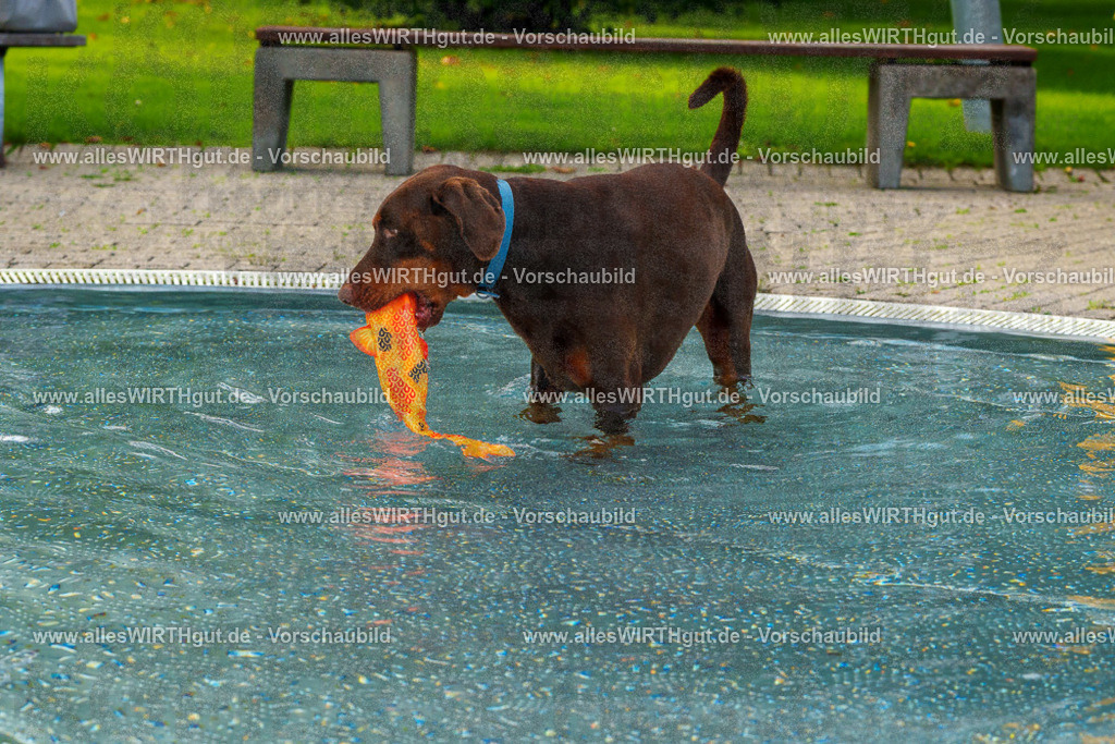 Hundeschwimmen_Grefrath_2026-allesWIRTHgut_Tierfotografie-09_33-FAY07650 | Professionelle Tierfotografie in Mönchengladbach von Daniel Wirth (allesWIRTHgut). Liebevolle & natürliche Bilder von Hunden & Katzen für unvergessliche Erinnerungen.