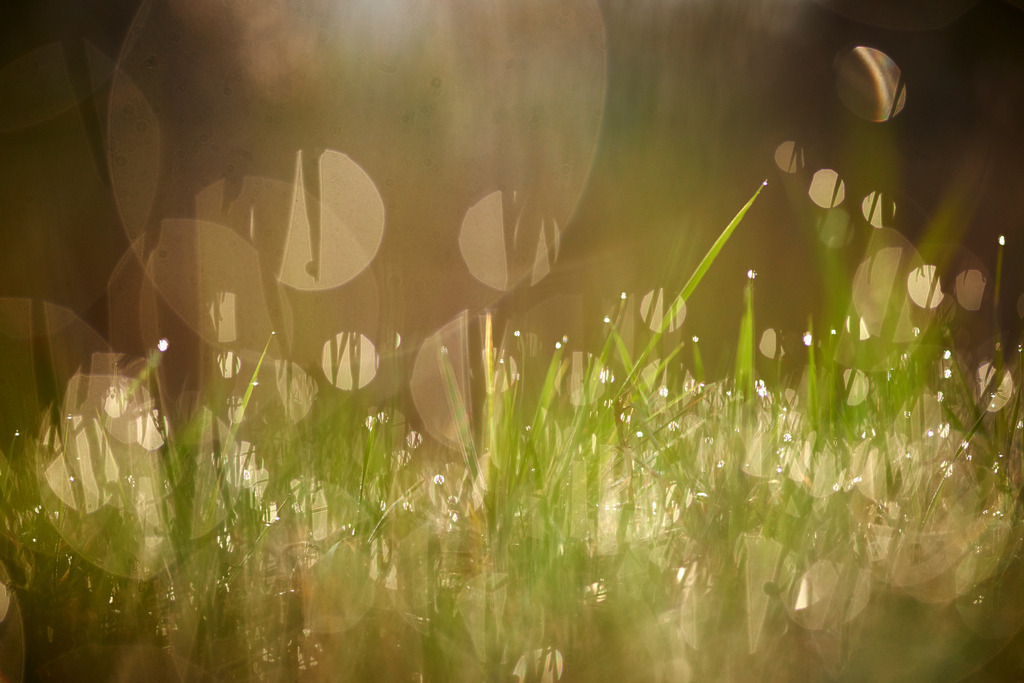 Gras mit Tautropfen | Enzersfeld, Austria - March 29, 2014: Gras mit Tautropfen. - Realisiert mit Pictrs.com