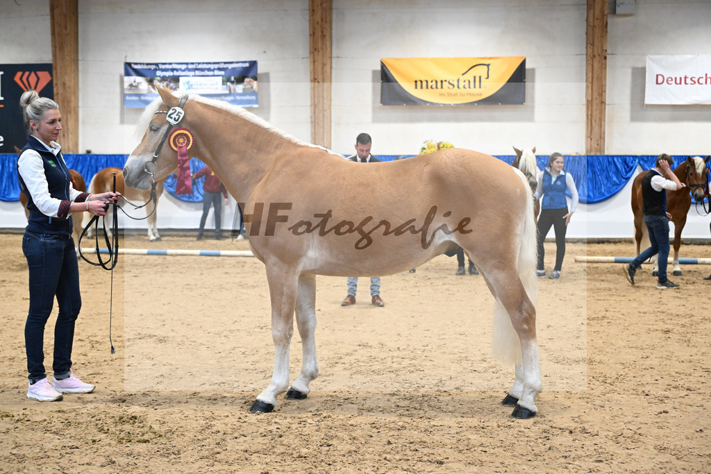 Kat-Nr. 25 Bandit v. Barios_Haflingergestuet Meura_48254177 | hf-fotografie - Realisiert mit Pictrs.com