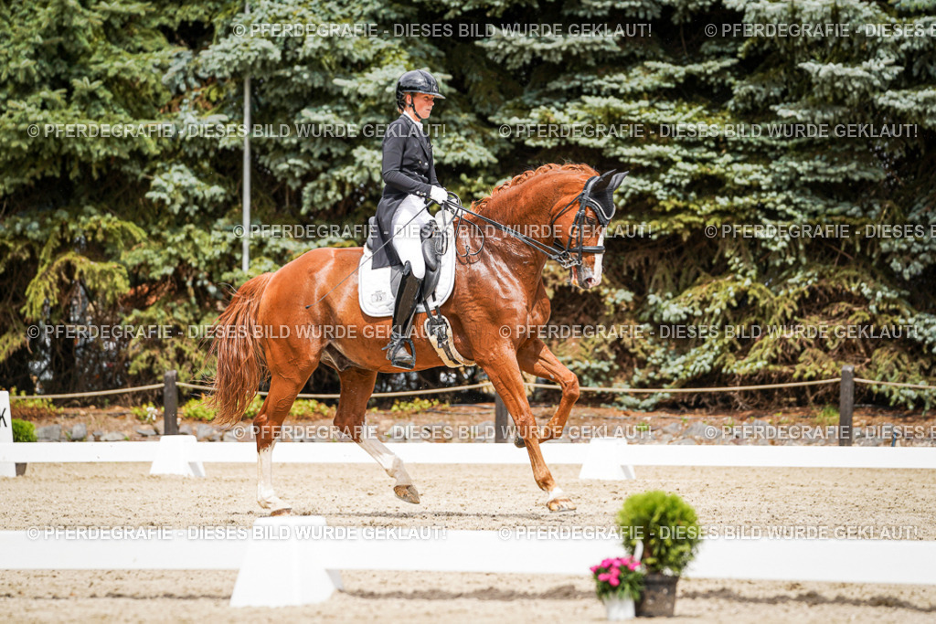 DSC05799 | Pferdegrafie