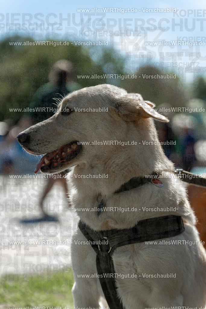 Hundeschwimmen_Volksbad_2026-allesWIRTHgut_Tierfotografie-2609061249-115919-7R500194 | Professionelle Tierfotografie in Mönchengladbach von Daniel Wirth (allesWIRTHgut). Liebevolle & natürliche Bilder von Hunden & Katzen für unvergessliche Erinnerungen.