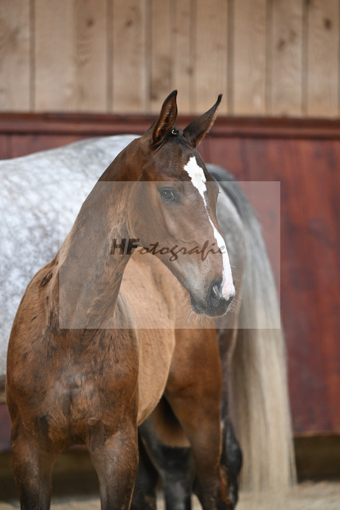 Kat-Nr. 8 HF Grey Top_Stoeckle_26230045 | hf-fotografie - Realizzato con Pictrs.com