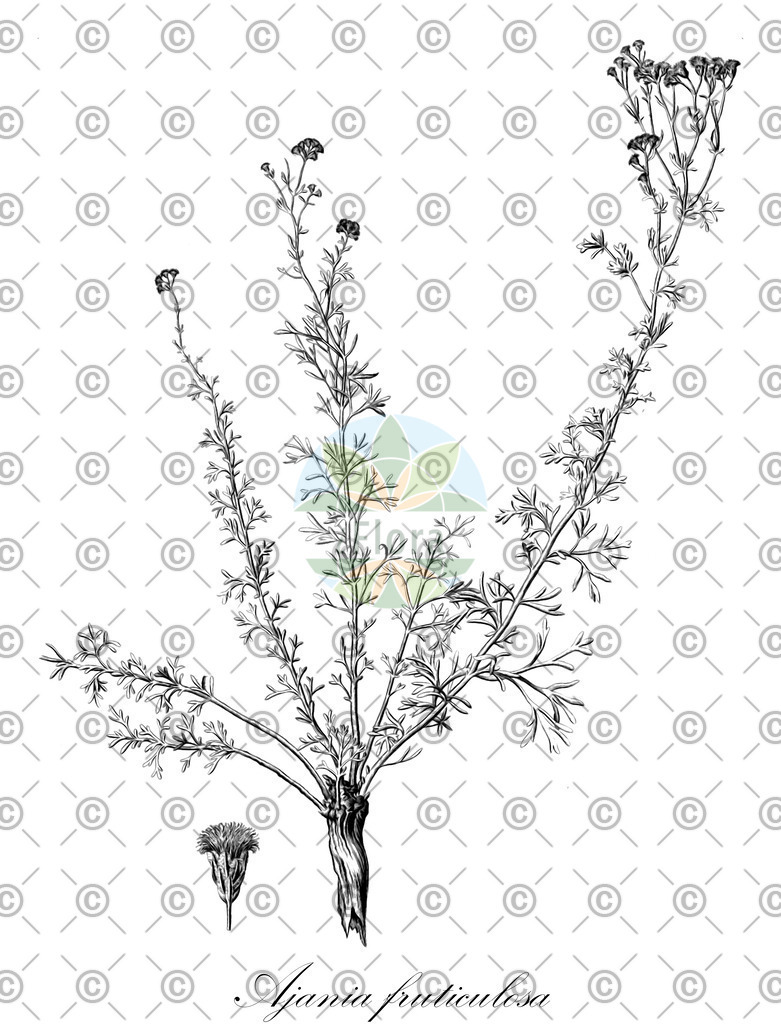 HistAbb_wfo-0000092579_1_ENZY_Simple | Historische Abbildung von Ajania fruticulosa - Asteraceae | Historical Illustration of Ajania fruticulosa - Asteraceae