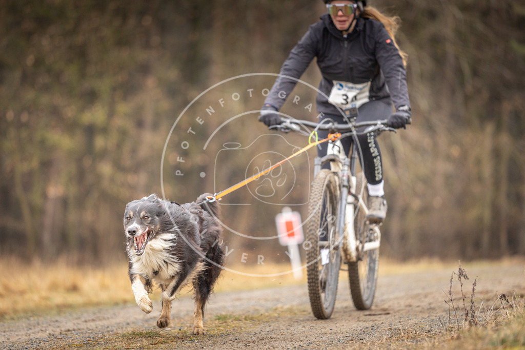 DV3A3358 | Hundefotografie, Tierfotograf, Pfotenfotografie, Fotoshooting Hund, Hunde Portrait, Hundesport, Hundeportraits, Heideshooting, Hunde, Sportfotograf, Hundefotograf, Turnierhundsport, THS,  - Realisiert mit Pictrs.com