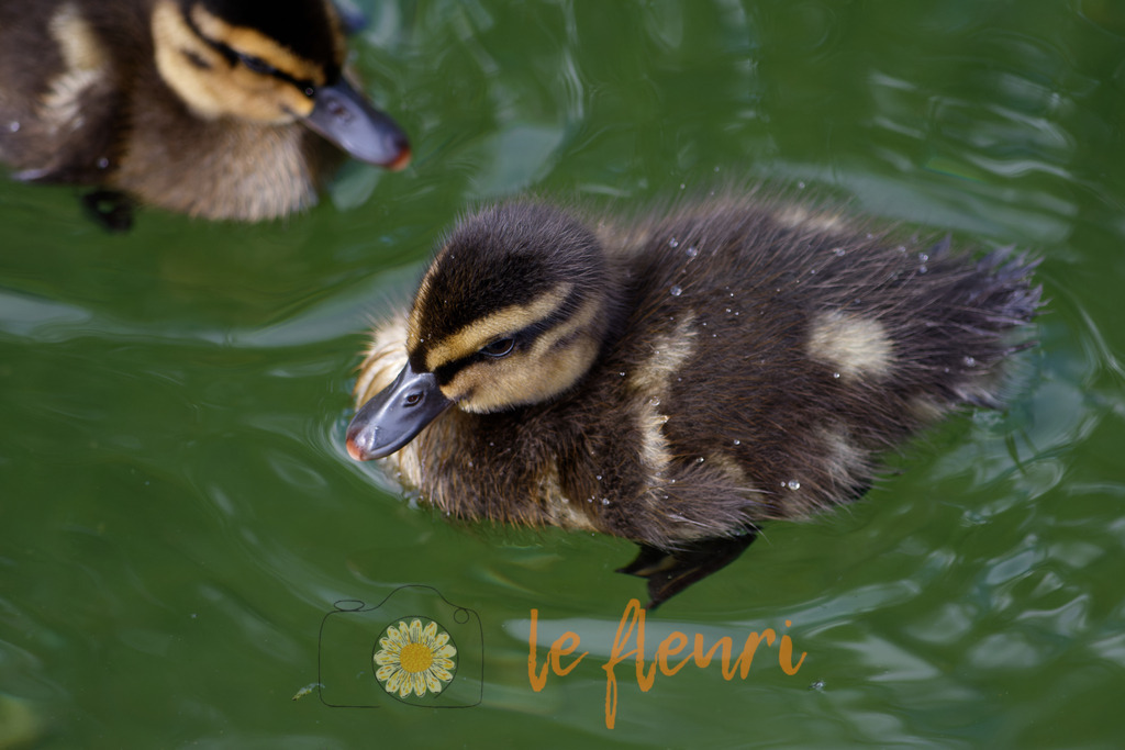 DSC_0280-NEF_DxO_DeepPRIME | Dies ist der Shop von Florian Blum - le fleuri. Langenthal, Bern, Schweiz. Sie können hier meine oder ihre eigenen Fotos als Fotoprodukte kaufen. Tassen, Schlüsselanhänger, Taschen etc. können Sie hier gestalten.  - Realisiert mit Pictrs.com