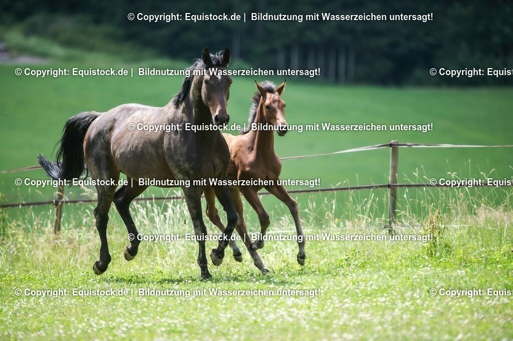20210623_Fohlen_0460 | Foto: Thomas Hartig