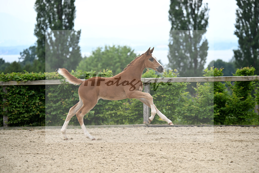 Kat-Nr. 13 Esmeraldo x Question d Honneur B_SF_Mayer_14250026 | hf-fotografie - Realisiert mit Pictrs.com
