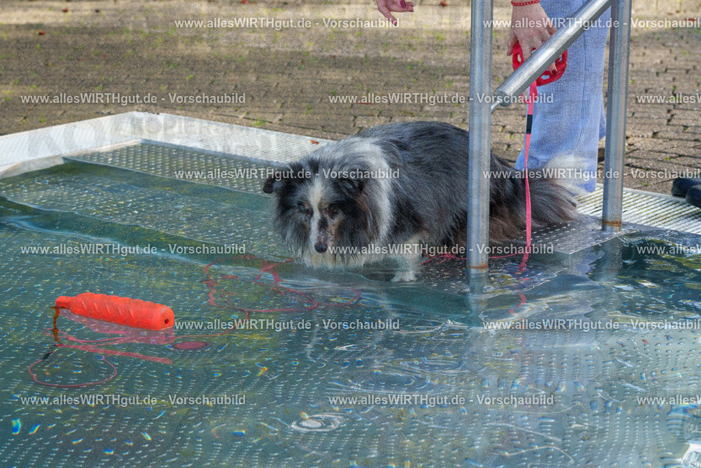 Hundeschwimmen_Grefrath_2026-allesWIRTHgut_Tierfotografie-13_08-FAY00519 | Professionelle Tierfotografie in Mönchengladbach von Daniel Wirth (allesWIRTHgut). Liebevolle & natürliche Bilder von Hunden & Katzen für unvergessliche Erinnerungen.