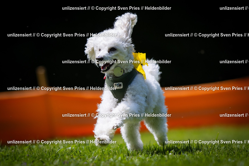 Sven Pries | 2025-08-10 - Hunderennen Durlach - Realisiert mit Pictrs.com