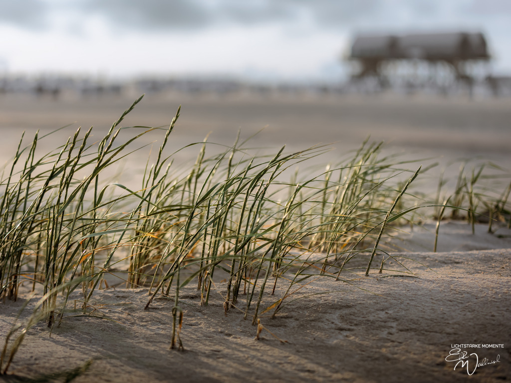 20250606-203444 NORDSEE - SPO _146-1 | Herzlich willkommen auf meiner Seite! Ich bin Elke Wallnisch, Deine Fotografin für lichtstarke Momente. Der Name steht für alles, was mich mit der Fotografie verbindet: Das Licht und seine machtvolle Wirkung auf eine Situation oder unsere Stimmung - Realisiert mit Pictrs.com