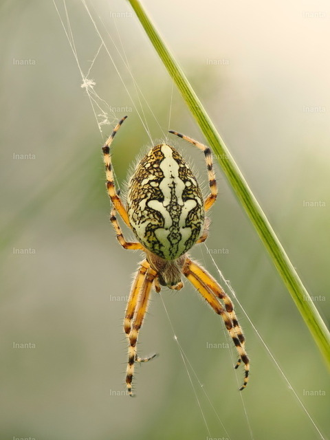 Echte Eichenblattspinne | Inanta - Realisiert mit Pictrs.com