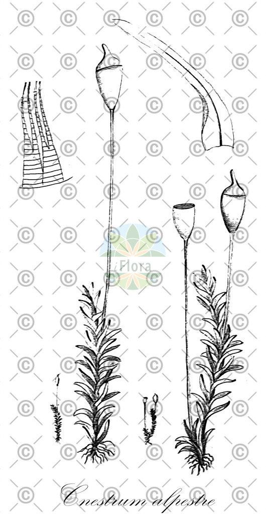 HistAbb_EMP_109020_5_FloraD_Simple | Historische Abbildung von Cnestrum alpestre - Rhabdoweisiaceae | Historical Illustration of Cnestrum alpestre - Rhabdoweisiaceae