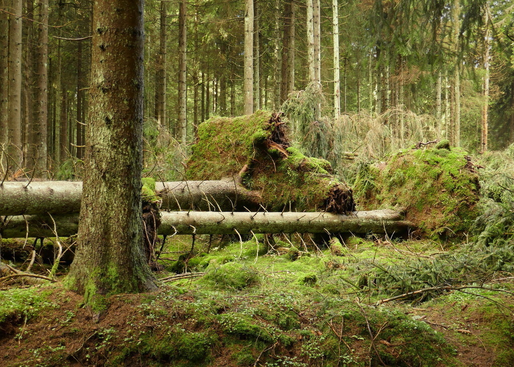Die Riesenfichte, stürzend, Nachbarstämme niederstreift | Sturmtief Herwart hat mit orkanartigen Böen im Harz gewütet. - Realisiert mit Pictrs.com