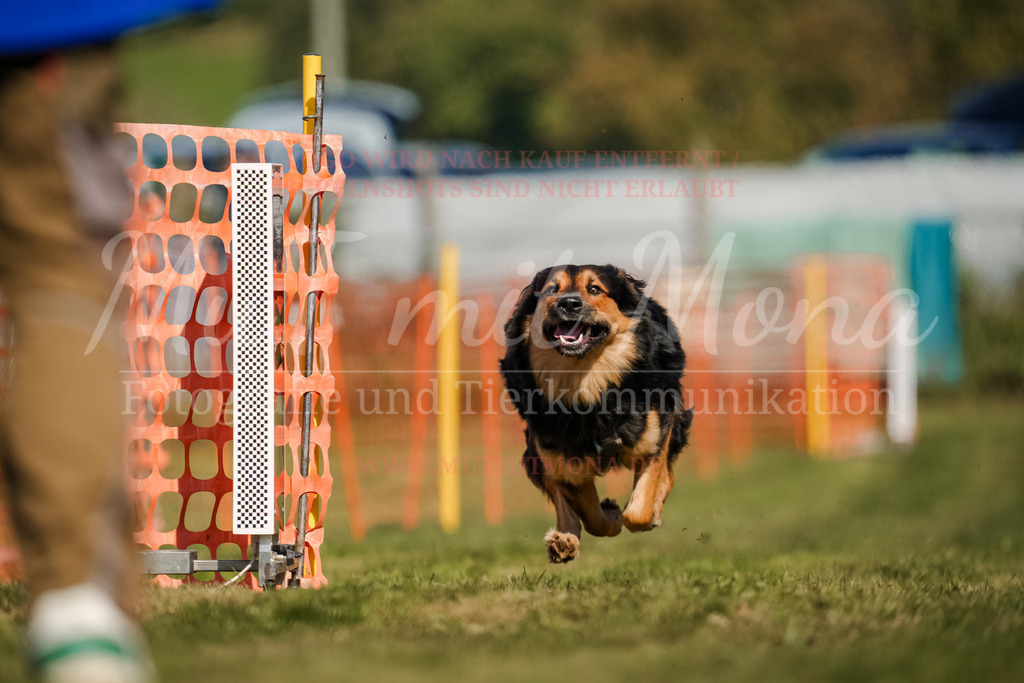 20250928_Hunderennen-662 | MuT (Mensch und Tier) mit Mona - Fotografie und Tierkommunikation - Realisiert mit Pictrs.com