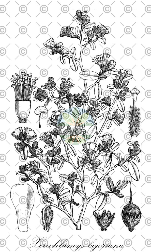 HistAbb_wfo-0000751972_1_ENZY_Simple | Historische Abbildung von Xerochlamys bojeriana - Sarcolaenaceae | Historical Illustration of Xerochlamys bojeriana - Sarcolaenaceae