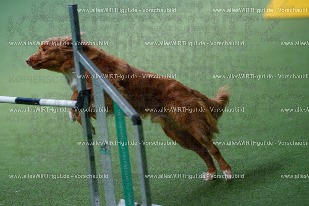 @allesWIRTHgut_Tierfotografie - www.allesWIRTHgut.de - 2604251222-7R501516 | Professionelle Tierfotografie in Mönchengladbach von Daniel Wirth (allesWIRTHgut). Liebevolle & natürliche Bilder von Hunden & Katzen für unvergessliche Erinnerungen.