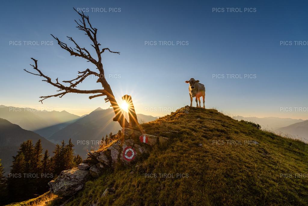 DSC_9313-Verbessert-RR-Bearbeitet | Tirolpics