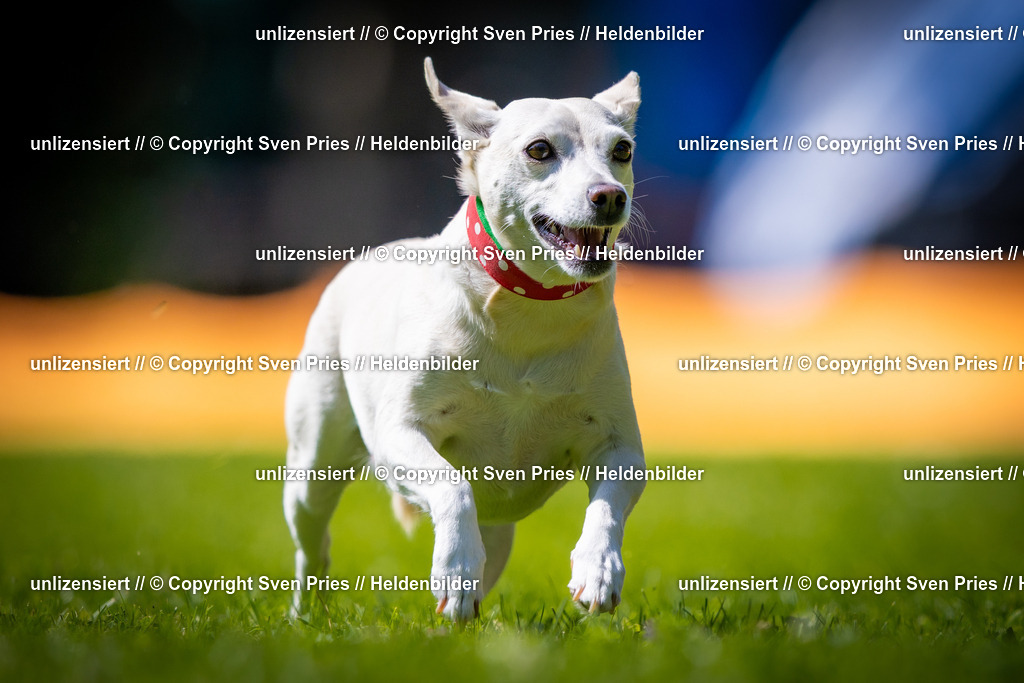 Sven Pries | 2025-08-10 - Hunderennen Durlach - Realisiert mit Pictrs.com