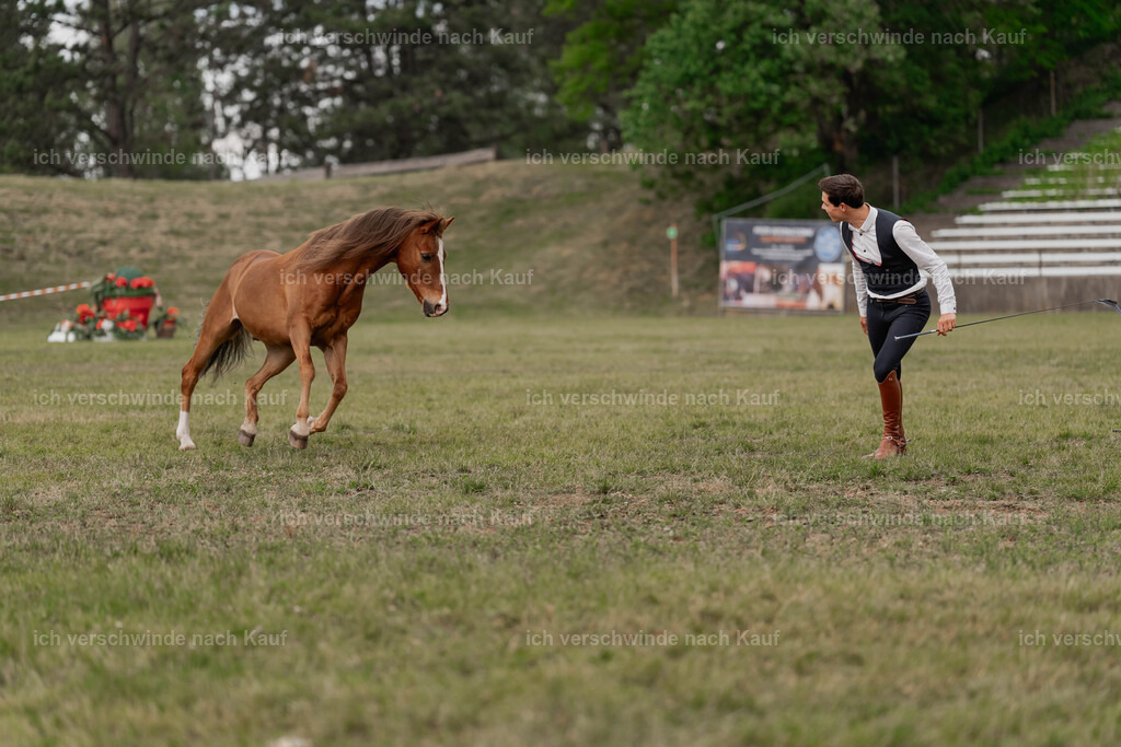 Showprogramm-429 | working equitationturnier fotograf videograf stoibphotography marixx film working equitation deutschland reitsport turnierfotografie eventfotografie equestrian events