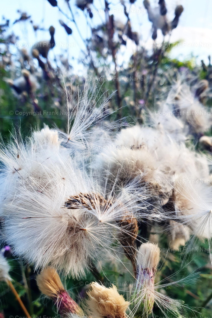 Baumwolldistel | Die Distel findet sich an Wegerändern und auf trockenen Böden. Die Aufnahme entstand in Bergen auf Rügen am Nonnensee. - Realisiert mit Pictrs.com