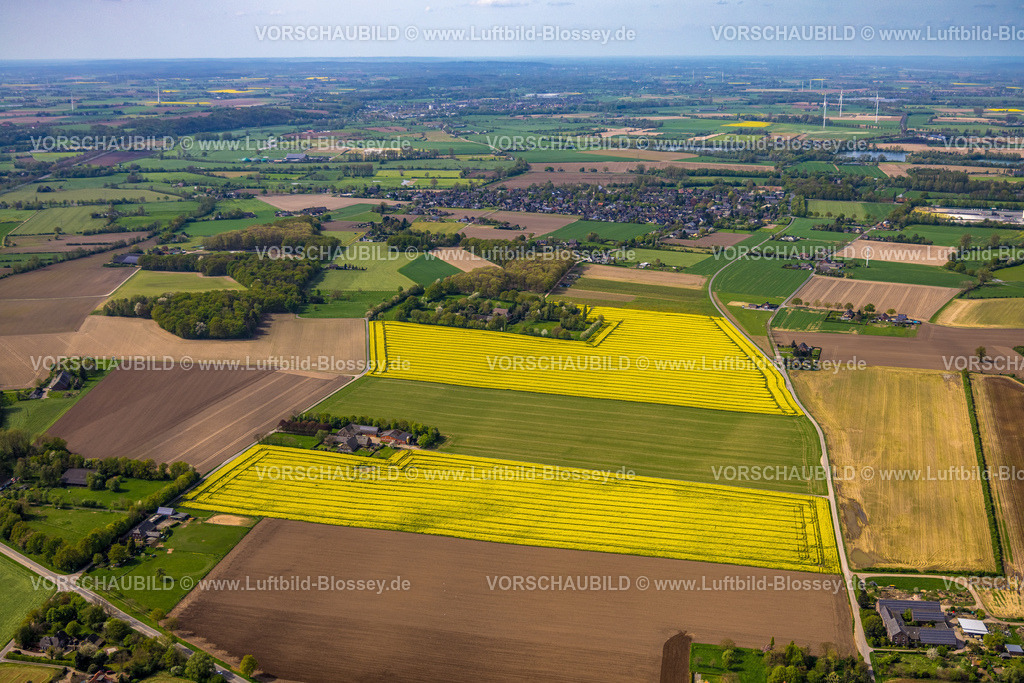 Xanten240402418MarienbaumRapsfelder | Luftbild, gelb blühende Rapsfelder am Ortsteil Marienbaum, Wohnhäuser Marienbaumer Straße und grüne Bäume, landwirtschaftliche Betriebe, Xanten, Niederrhein, Nordrhein-Westfalen, Deutschland