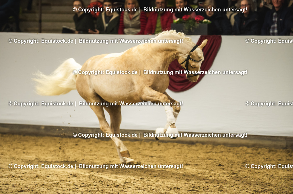 20240302_Hengstvorstellung_Marbach_TOMsPiC_0820 | equistock