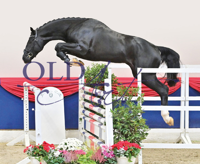 31 DE418180171620 HM Tobago Z - Converter - Argentinus | <meta name="description" content="★Offizieller Merchandise und Foto-/Videostore des Oldenburger Verbandes.★ ✅Jetzt auch digital Ausdrucke erhältlich." />
<meta name="keywords" content="Merchandise Foto-/Videostore Oldenburger Verband Photographie 