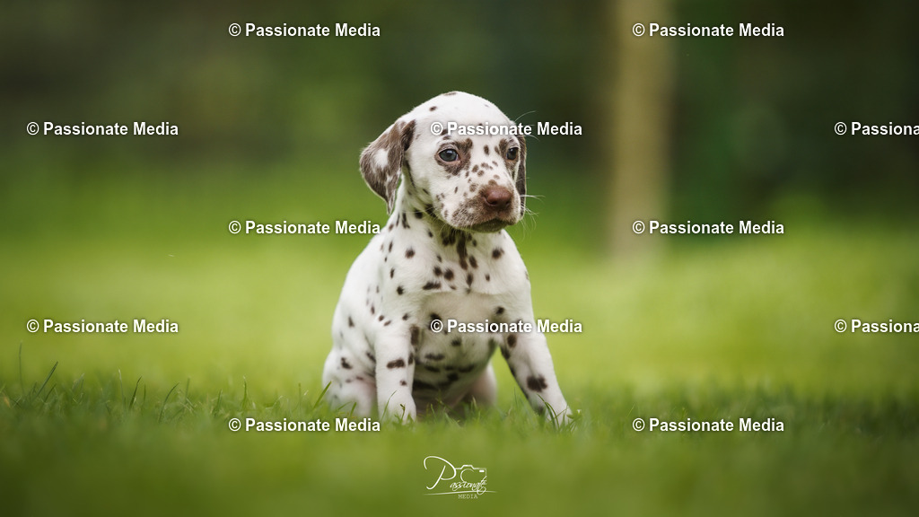 DSC05022 | Passionate Media, dein Fotograf aus Brandenburg, Märkisch Oderland, im Bereich Motorsport, Autos und Motorräder sowie Events und auch Hunde. Shootings oder auch Eventbegleitungen können bei mir gebucht we