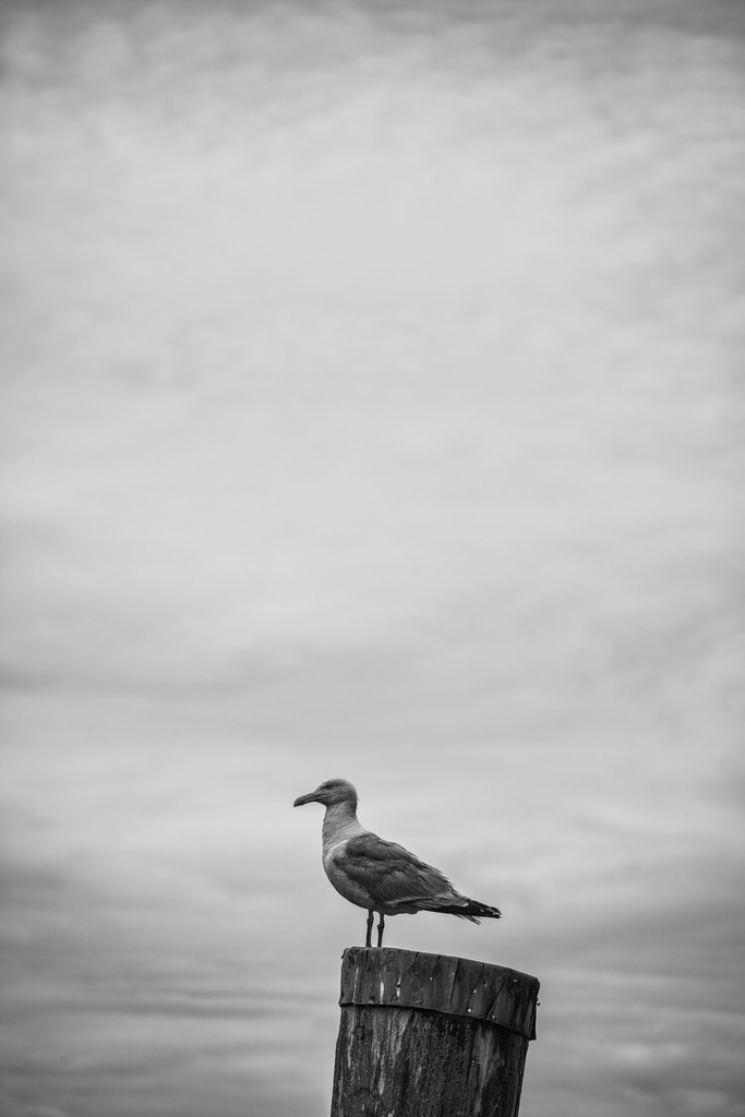 2025_08_03_HH-LANDUNGSBRUECKEN+HAFENCITY_MCP0539 sw | Hochwertig gedruckte Fotografien für die Wand, als Kalender und zum Verschenken. Hamburg & Norddeutschland und überall wo ich mit der Kamera unterwegs war.
