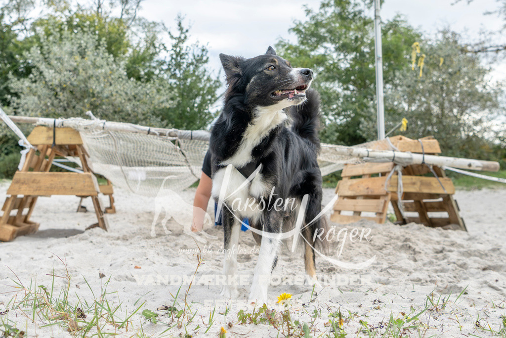 1519_ZZ94369 | kk-dogfotos