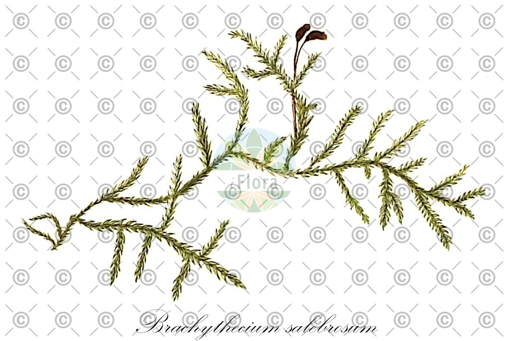 HistAbb_wfo-0000387155_1_ENZY_Simple | Historische Abbildung von Brachythecium salebrosum - Brachytheciaceae | Historical Illustration of Brachythecium salebrosum - Brachytheciaceae