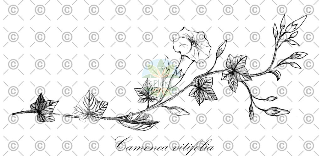 HistAbb_EMP_15103_SRC_Schlechtendal_FLORAD_SIMPLE | Historische Abbildung von Camonea vitifolia - Convolvulaceae | Historical Illustration of Camonea vitifolia - Convolvulaceae