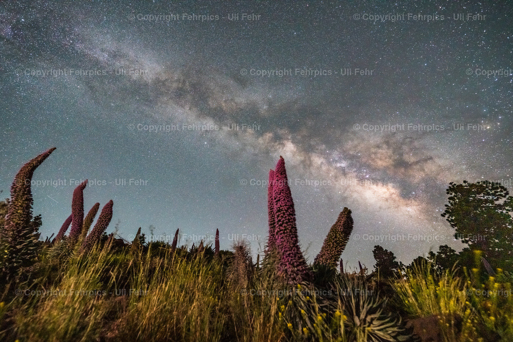Tajinaste under the milky way - La Palma | Fehrpics - hochwertige Fotoprodukte rund um Landschaft, Natur, Sterne & Milchstraße. - Realisiert mit Pictrs.com
