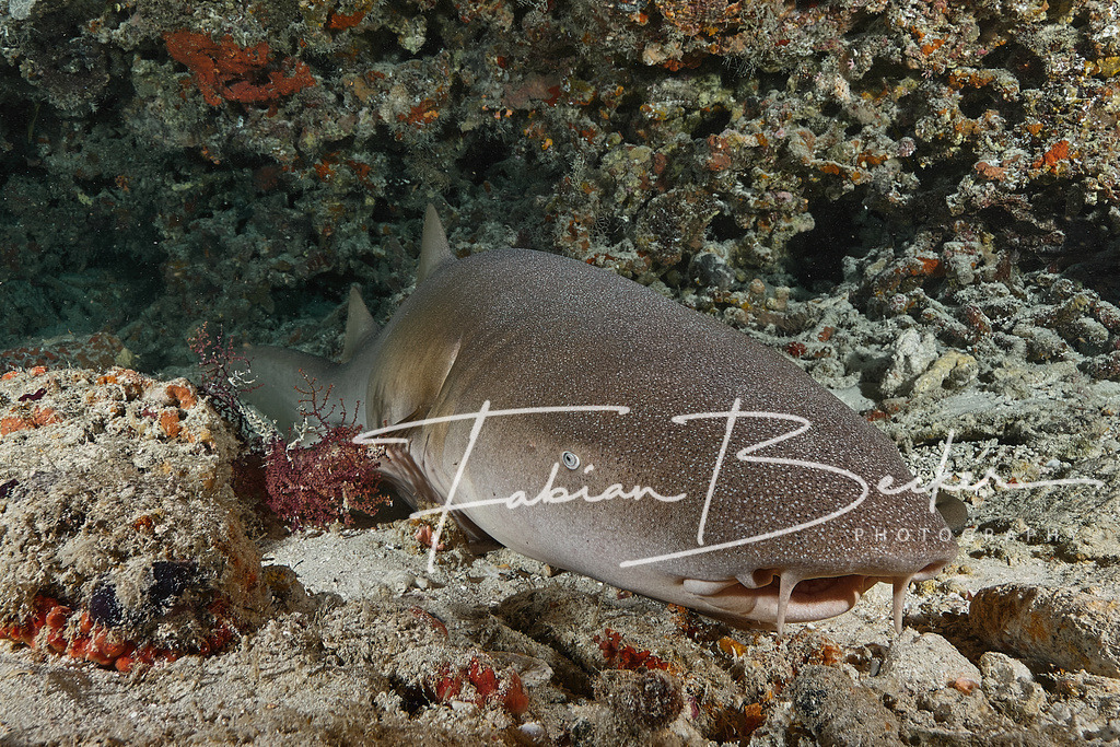 Mittagsschlaf | Einzigartige Wandbilder von faszinierenden Unterwasserwelten. Exklusive Kunst für Empfangsbereiche, Wohnraum oder Wartezimmer. - Realisiert mit Pictrs.com