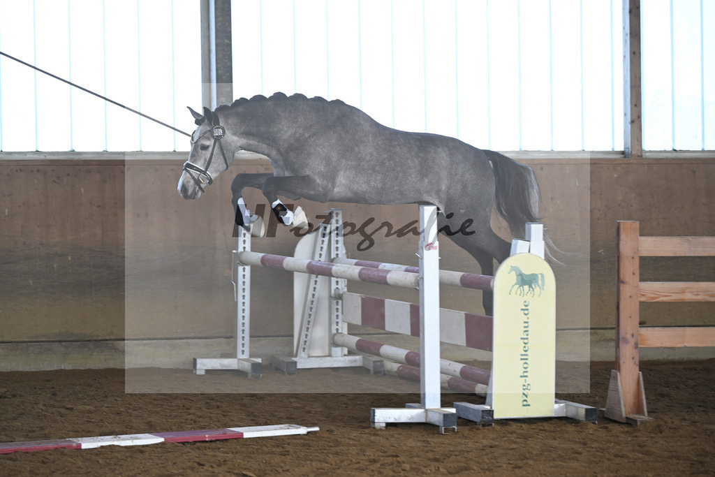 Kat-Nr. 3 Golden Diamond K v. GoldenGray_Koldas_49250084 | hf-fotografie - Realisiert mit Pictrs.com