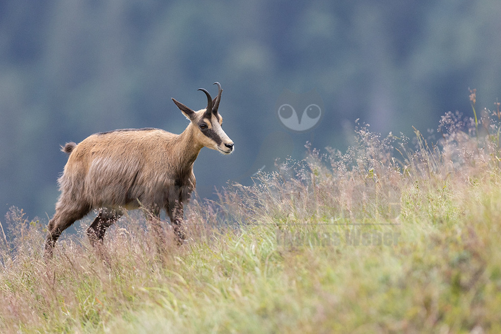20210724185502-2 | Die Gemse ( Rupicapra rupicapra ) ist ein Huftier, das dank seiner aussergewöhnlichen Anpassungsfähigkeit den extremen Lebensbedingungen im Gebirge gewachsen ist. Die Gemse vereint auf eindrückliche Art Widerstandskraft, Gewandtheit und Robustheit. Während sie früher in die schwer zugänglichen Gebirgsmassive zurückgedrängt wurde, ist sie heute in Wäldern mittlerer Höhe und gar in tiefen Lagen stark verbreitet. - Realisiert mit Pictrs.com