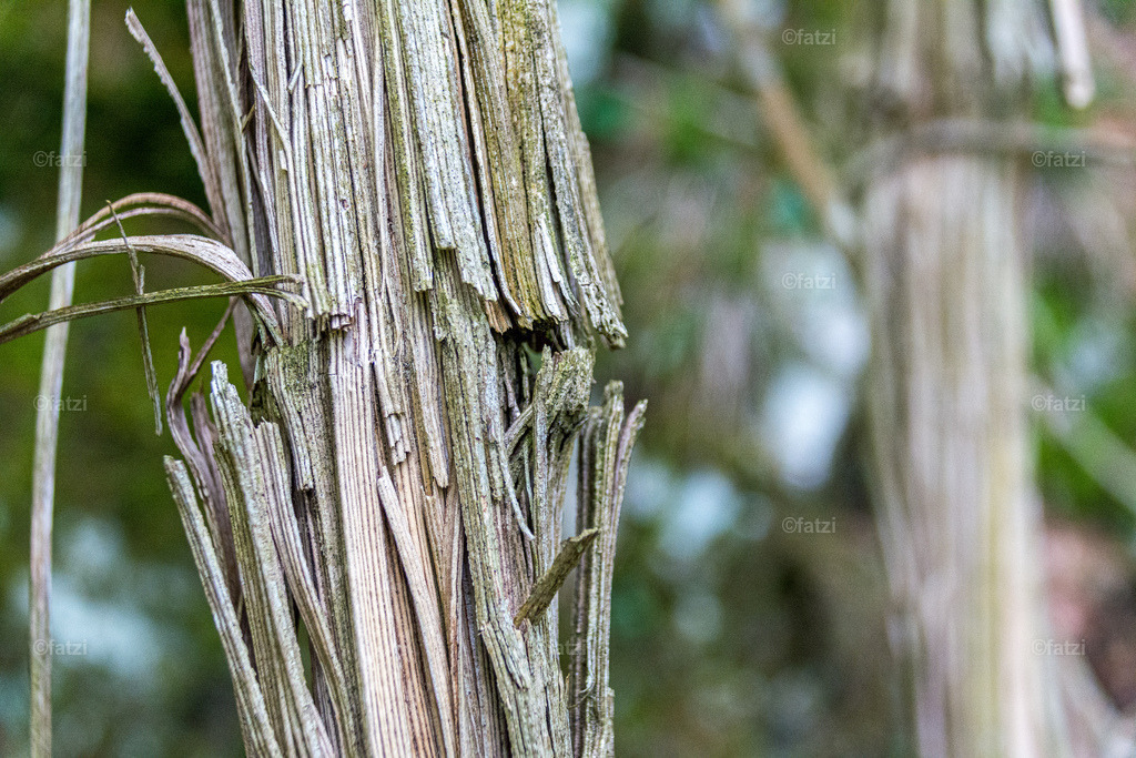 Wald Liane_20190521-_fatzi005-k | Fatzi Bilder-Archiv! 
Die Bilder sind für private Nutzung lizenzfrei. Die kommerzielle Nutzung ist möglich und erwünscht, jedoch bitte ich um vorherige Kontaktaufnahme per E-Mail (info@fatzi.at) oder unter +43 650 7828269 - Realisiert mit Pictrs.com