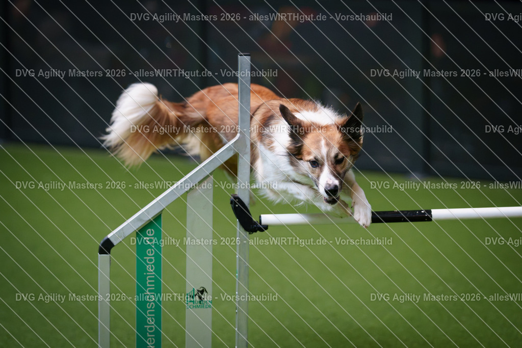 allesWIRTHgut_Tierfotografie-DVG_Agility_Masters_2026-09_23-7R501577 | Professionelle Tierfotografie in Mönchengladbach von Daniel Wirth (allesWIRTHgut). Liebevolle & natürliche Bilder von Hunden & Katzen für unvergessliche Erinnerungen.