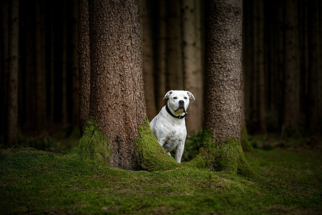 DSC_2515-Bearbeitet | Augenblicke kommen und gehen, Erinnerungen bleiben. Als Tierfotografin schaffe ich liebevolle Erinnerungen an unsere tierischen Familienmitglieder, ohne Stress und Druck.
Buchbar für den Raum München und Landkreis Dachau  - Realisiert mit Pictrs.com