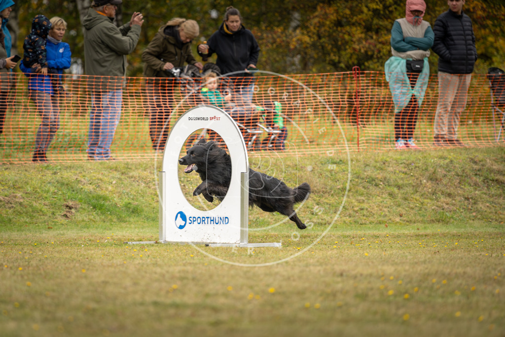 Pfotenfotografie_DV3A4401 | Hundefotografie, Tierfotograf, Pfotenfotografie, Fotoshooting Hund, Hunde Portrait, Hundesport, Hundeportraits, Heideshooting, Hunde, Sportfotograf, Hundefotograf, Turnierhundsport, THS,  - Realisiert mit Pictrs.com