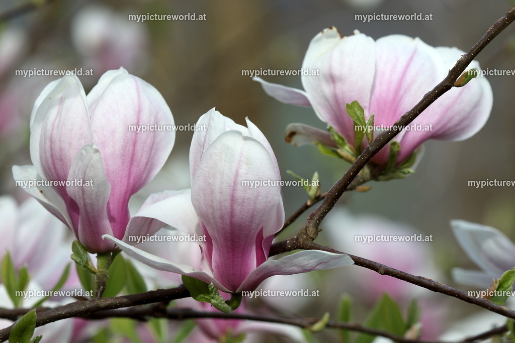 Tulpen-Magnolie-007 | Das Bilderarchiv über Tiere, Planzen und Landschaften. In der Bilddatenbank finden Sie ein große Auswahl an hochwertigen Bilder für Ihre Werbung - Realized with Pictrs.com