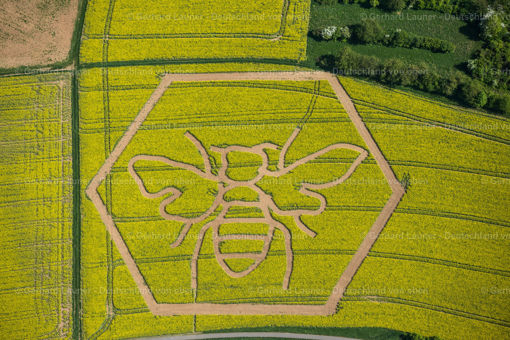 9400311 | Rapsstrukturen Biene, Bad Neustadt