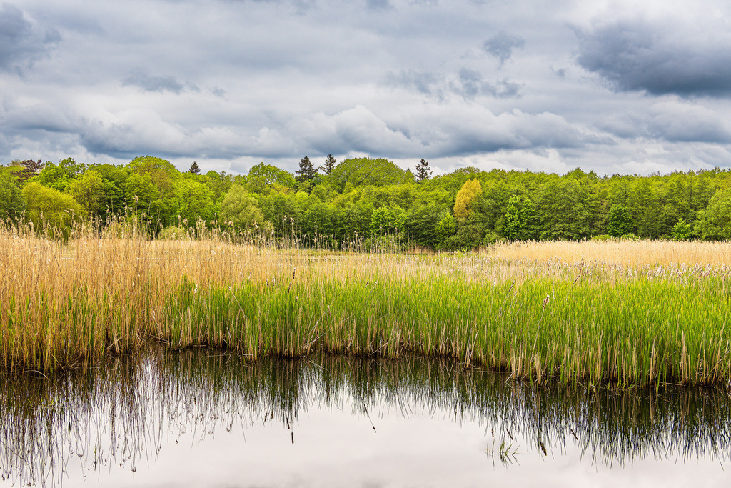 Landschaft mit Teich, Schilf und Bäumen bei Kuchelmiß | Landschaft mit Teich, Schilf und Bäumen bei Kuchelmiß.