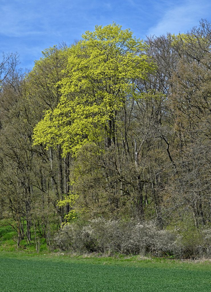Waldrand01h | lucisnaturbilder - Realisiert mit Pictrs.com