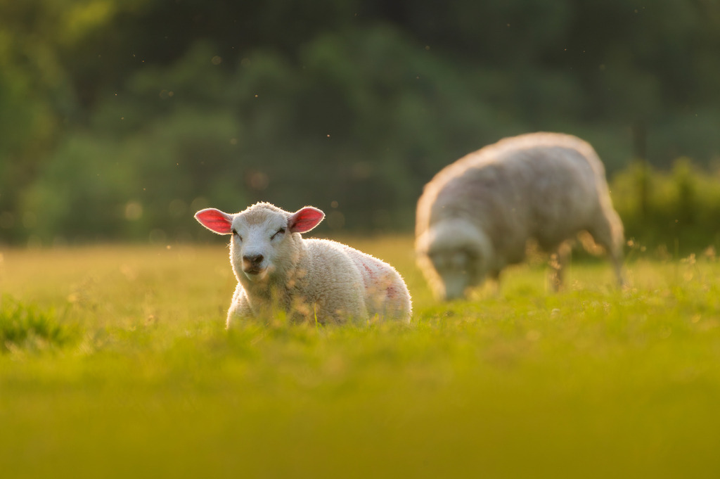 2025_05_31_HETLINGER SCHANZE_MCP8749 | Hochwertig gedruckte Fotografien für die Wand, als Kalender und zum Verschenken. Hamburg & Norddeutschland und überall wo ich mit der Kamera unterwegs war.