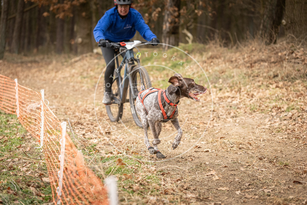 Pfotenfotografie_DV3A3320 | Hundefotografie, Tierfotograf, Pfotenfotografie, Fotoshooting Hund, Hunde Portrait, Hundesport, Hundeportraits, Heideshooting, Hunde, Sportfotograf, Hundefotograf, Turnierhundsport, THS,  - Realisiert mit Pictrs.com