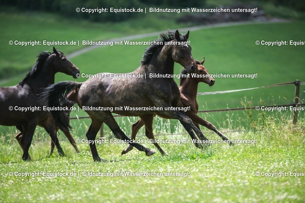 20210623_Fohlen_0458 | Foto: Thomas Hartig