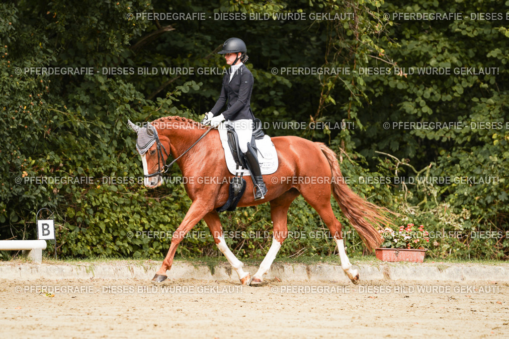 DSC01880 | Pferdegrafie